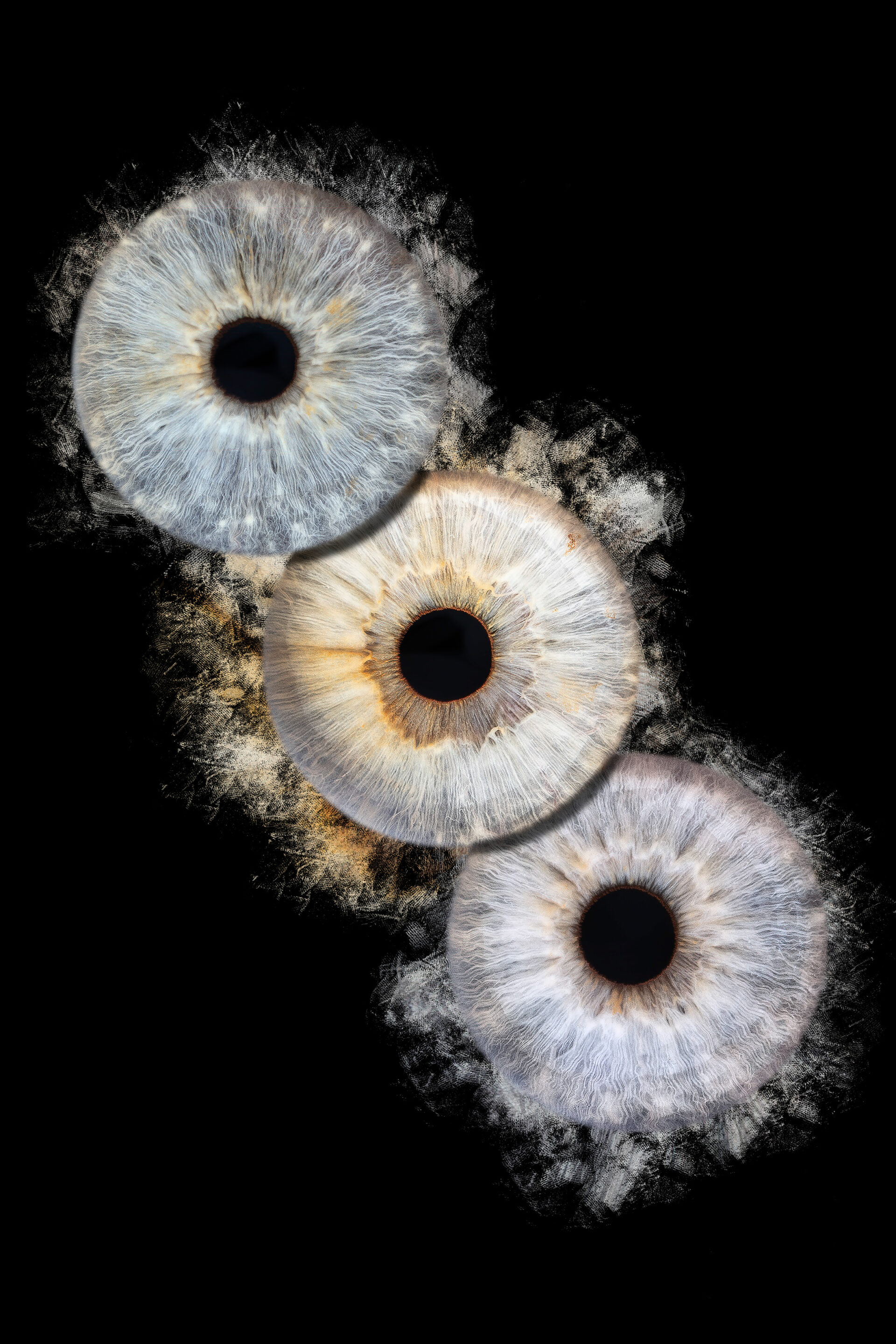 Photographie d'Iris à Montpellier et Nimes