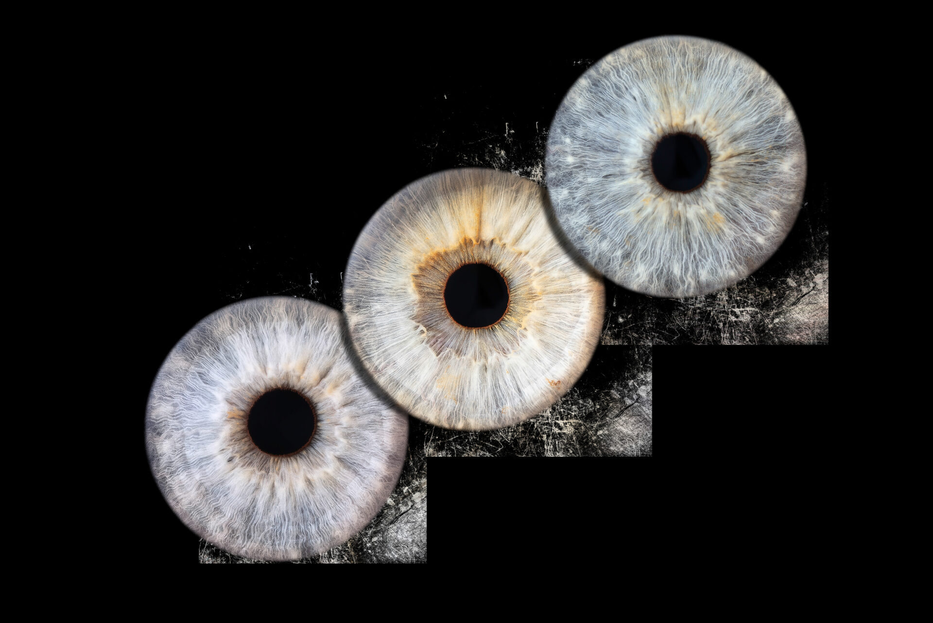 Photographie d'Iris à Montpellier et Nimes
